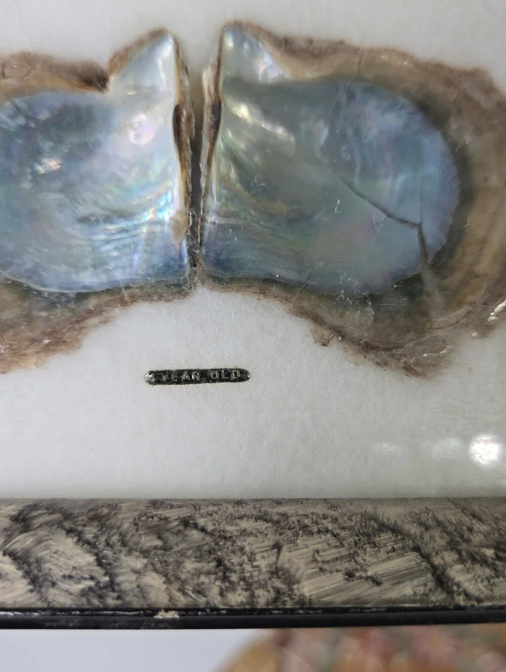 VTG 1970s Japanese Pearl Oyster Specimen Display Frame Cultured Pearl
